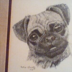 Hand drawn sketch of pug